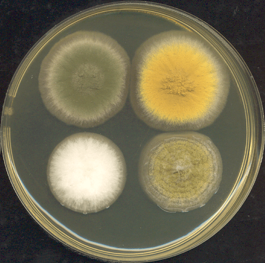 Culture de 4 espèces d'Aspergillus sur de la gélose. Seules les 2 moisissures supérieures appartiennent à l'espèces Aspergillus oryzae
